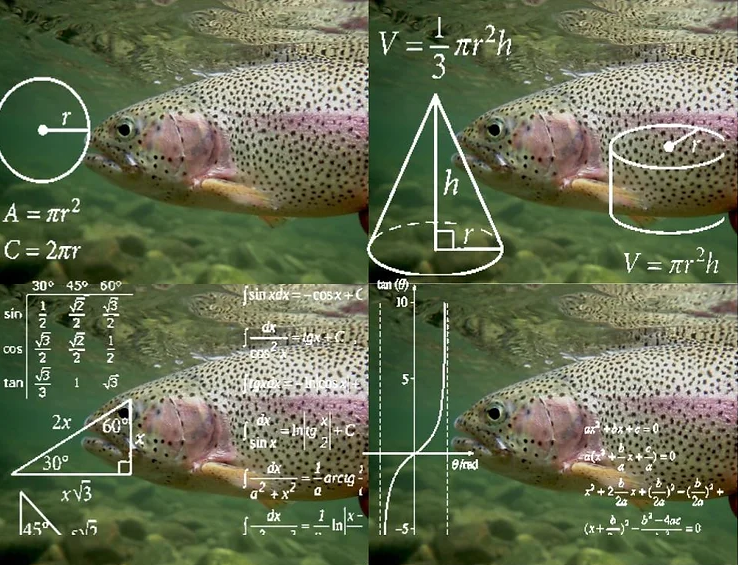 Crash Course in Picky Trout Behavior