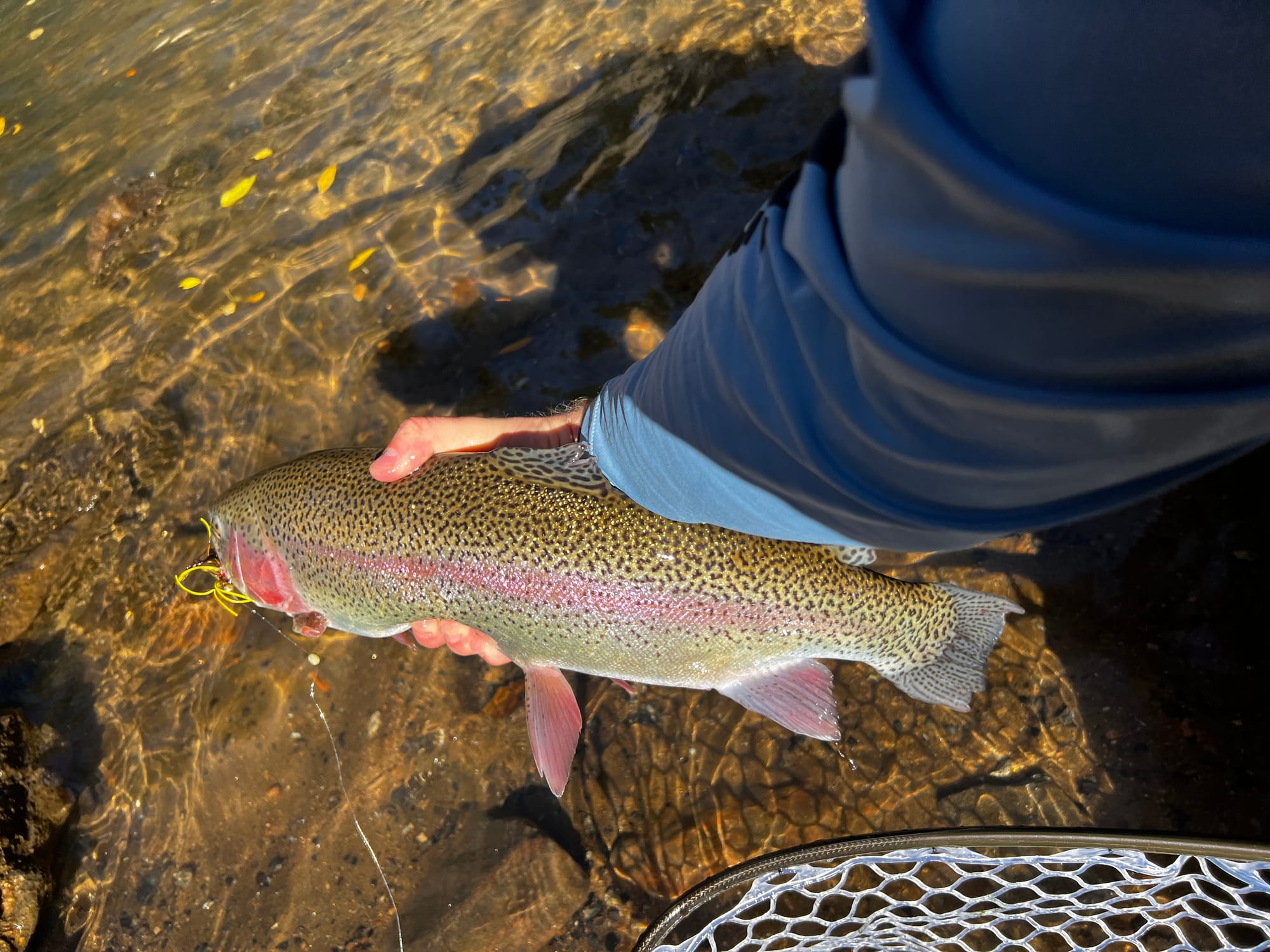 Swinging streamers to trout, this rainbow trout took the autumn splendor fly pattern