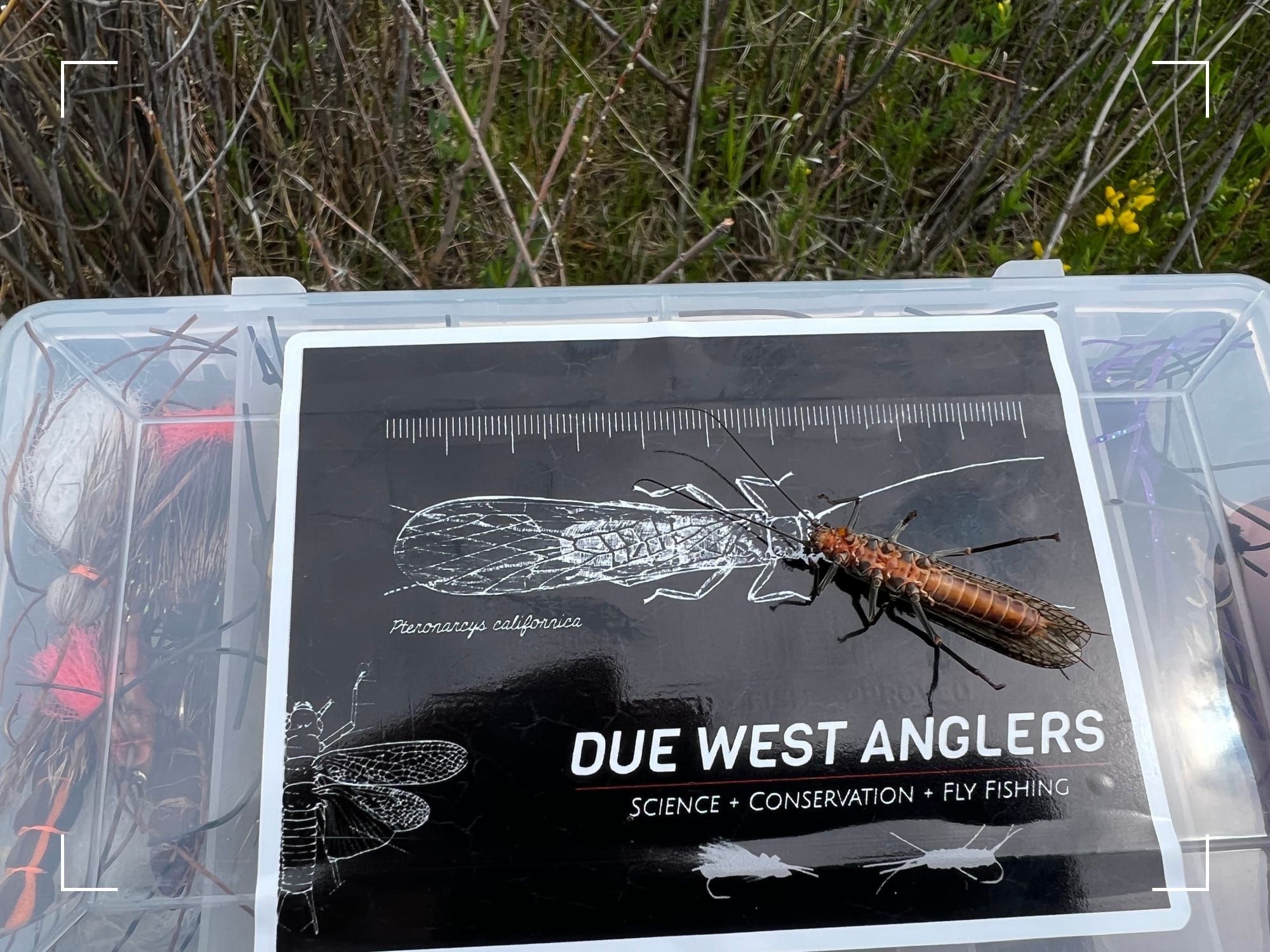 fly box full of salmonfly dry fly patterns