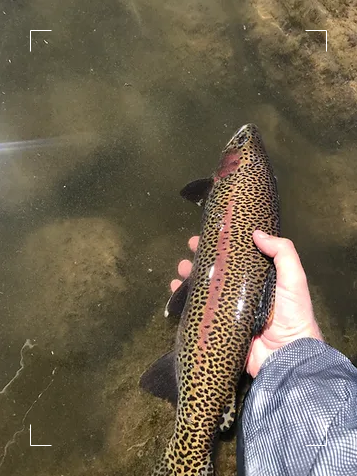 leopard spotted rainbow trout from Fremont Canyon, Wyoming