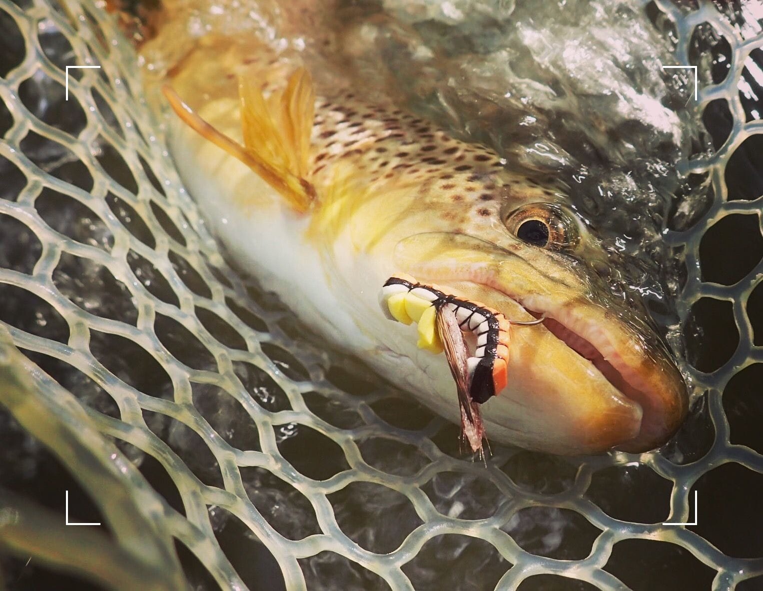 how does trout memory work? they remember flies after large hatches like the salmonfly hatch