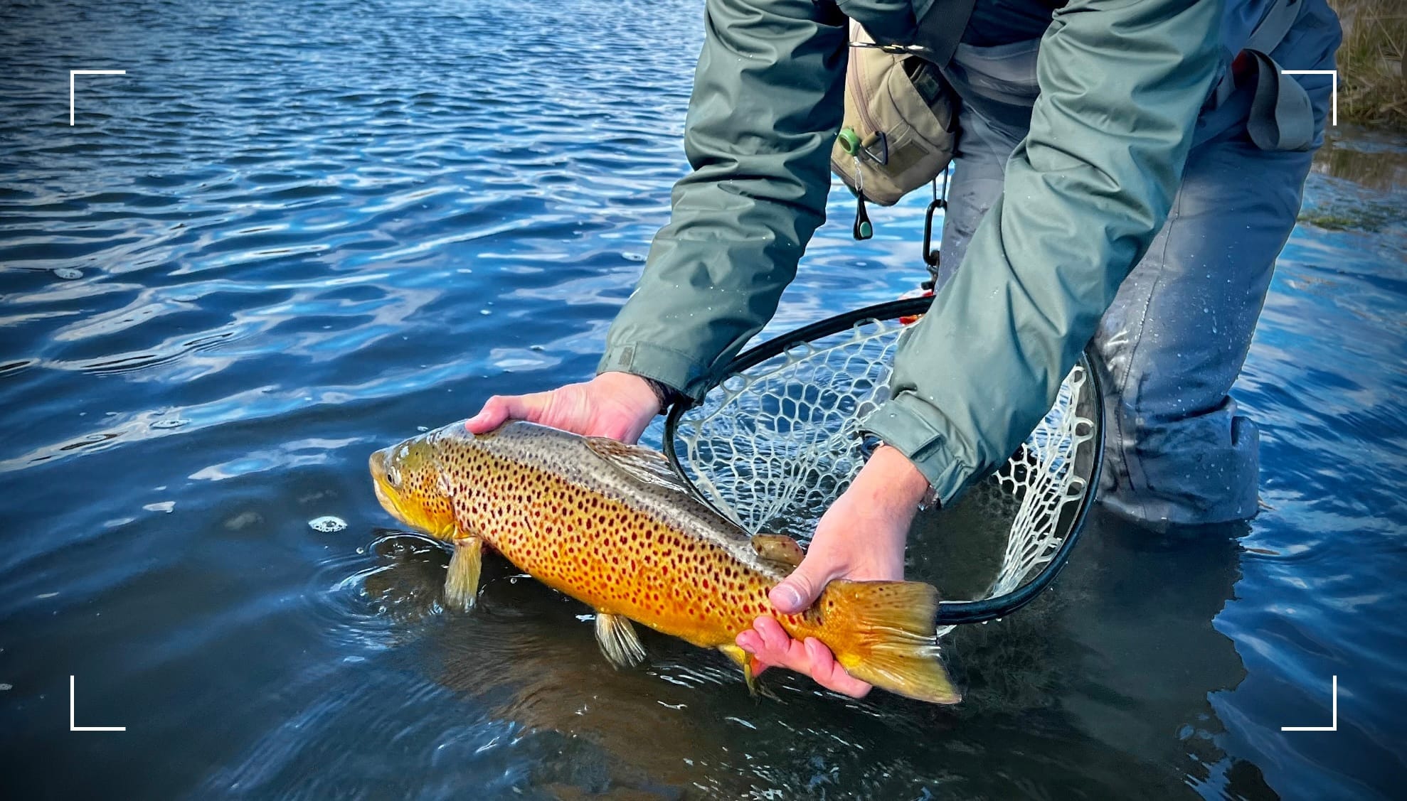 Releasing a pre-spawn Wyoming Brown Trout