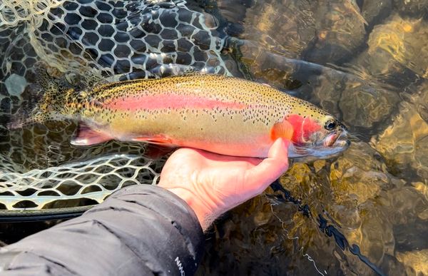 Fly Fishing for Stillwater Trout - Part Two - GAFF