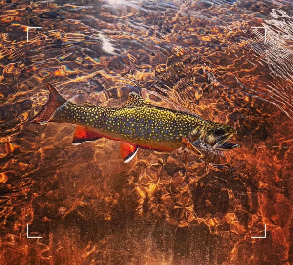 Releasing a Brook Trout from Sylvan Lake, Colorado