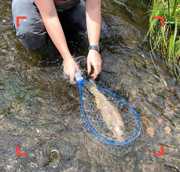 Eleven Mile Canyon stretch of the South Platte, Colorado, how do trout respond to fishing pressure?