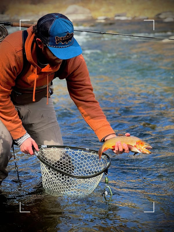 Cutthroat trout from Eleven Mile Canyon on the South Platte River, does fly fishing impact trout behavior?