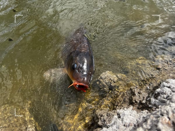 fly fishing for carp