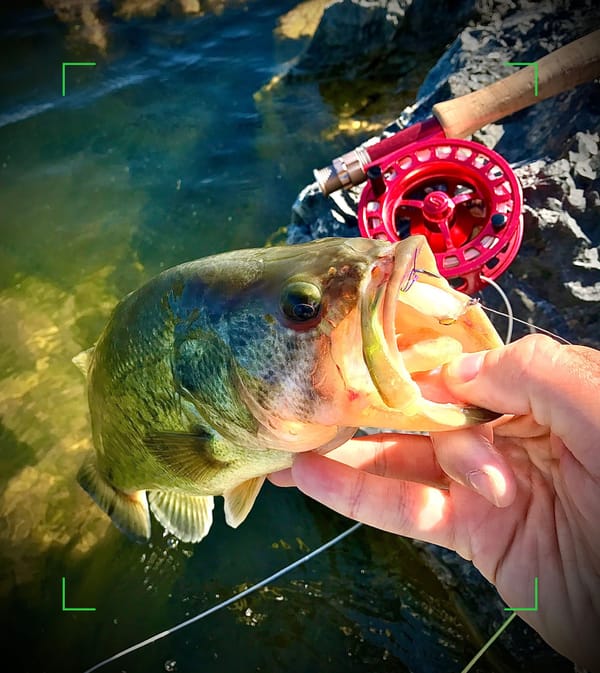 Fly fishing for largemouth bass with bass poppers and streamers