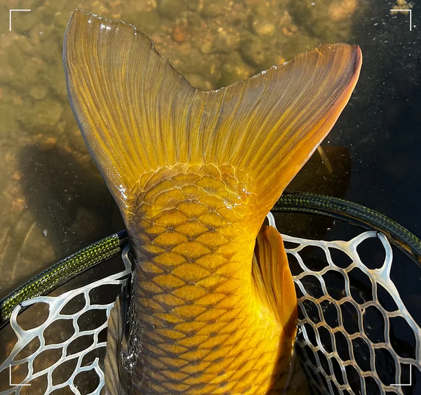 Fly fishing for urban carp, Denver South Platte River, targeting carp on the fly