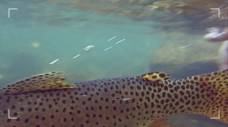 Cutthroat Trout, Logan River, Utah