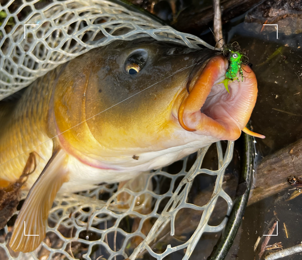 Fly fishing for carp with Umpqua's Headstand fly pattern, Egan's Headstand, Denver South Platte