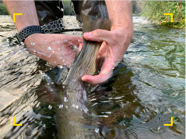 Releasing a Rainbow trout from the South Platte, Deckers, Colorado