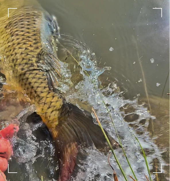 Fly fishing for urban carp from the Denver Metro area, Denver South Platte River