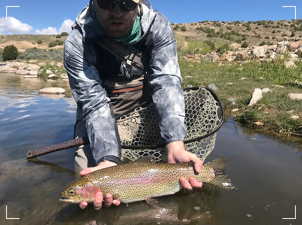 How to fly fishing for picky trout, Rainbow trout from the North Platte, Wyoming, fly fishing grad school