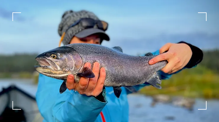 Fly fishing Redband Trout from River X, Oregon