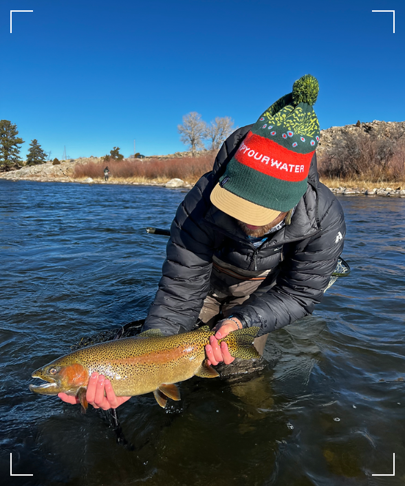 Fly fishing and releasing a rainbow trout from the North Platte River, Wyoming