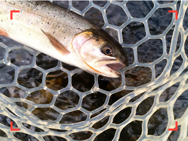 cutthroat caught below Twin Lakes on the Arkansas River, Colorado